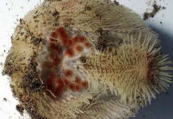 Underside of the Sea Potato